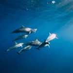 Family of Spinner dolphins in tropical ocean with sunlight. Dolphins swimming in underwater