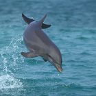 Bottlenose Dolphin, tursiops truncatus, Leaping, Honduras