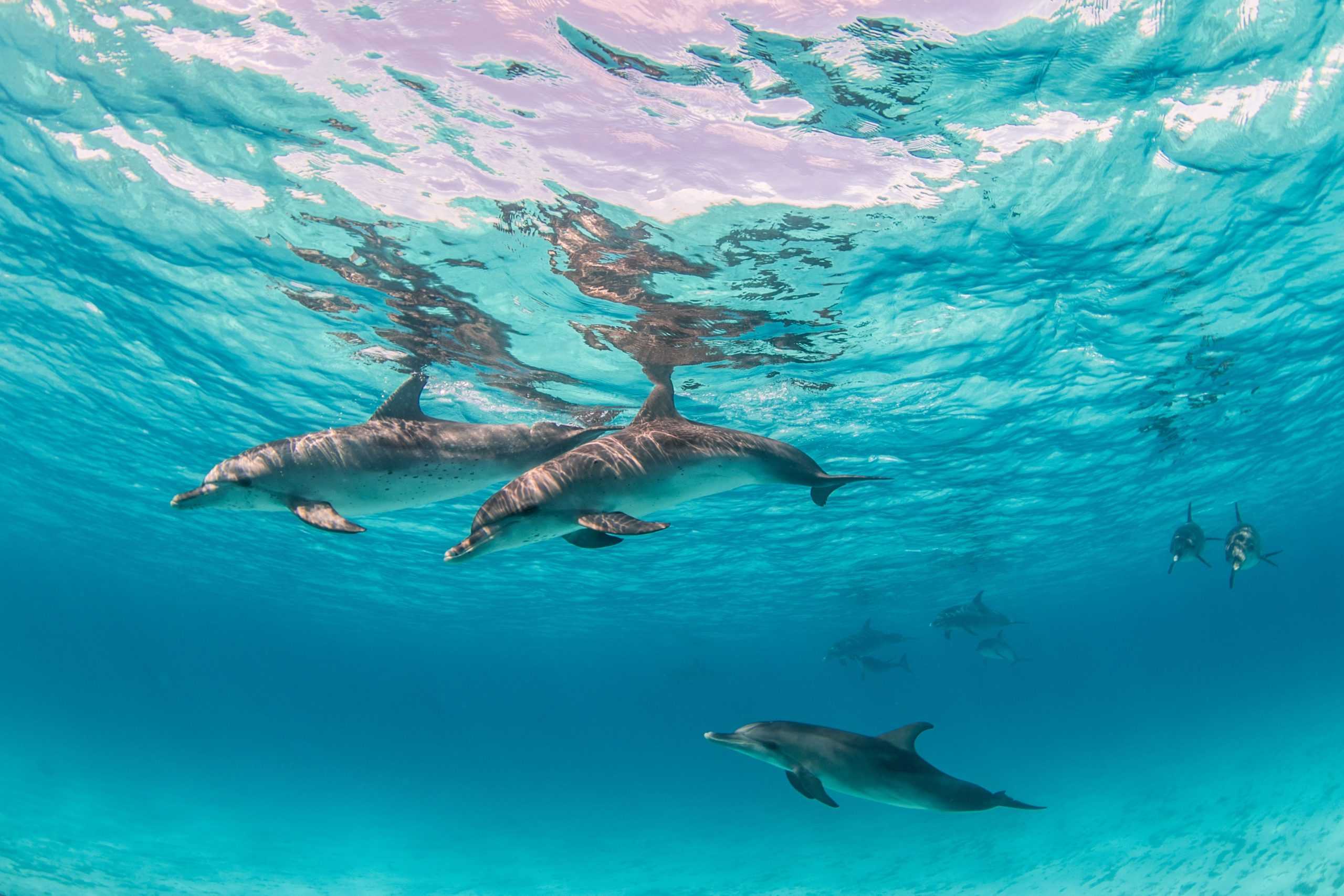 excursion dauphins et tortues martinique