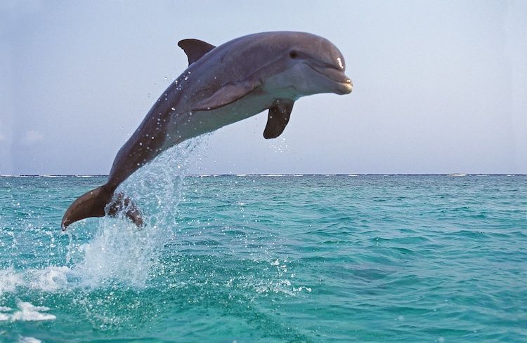 Les caractéristiques, le comportement et la vie des dauphins - Planète  dauphins