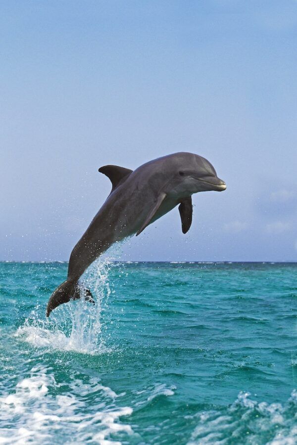 Les caractéristiques, le comportement et la vie des dauphins Planète — free download