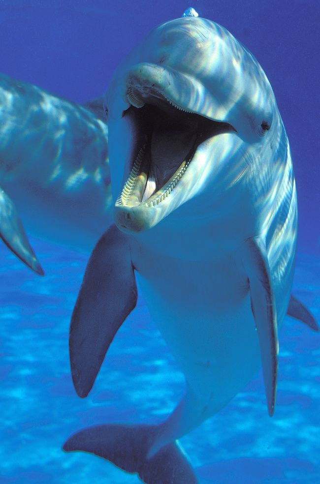 especes de dauphin