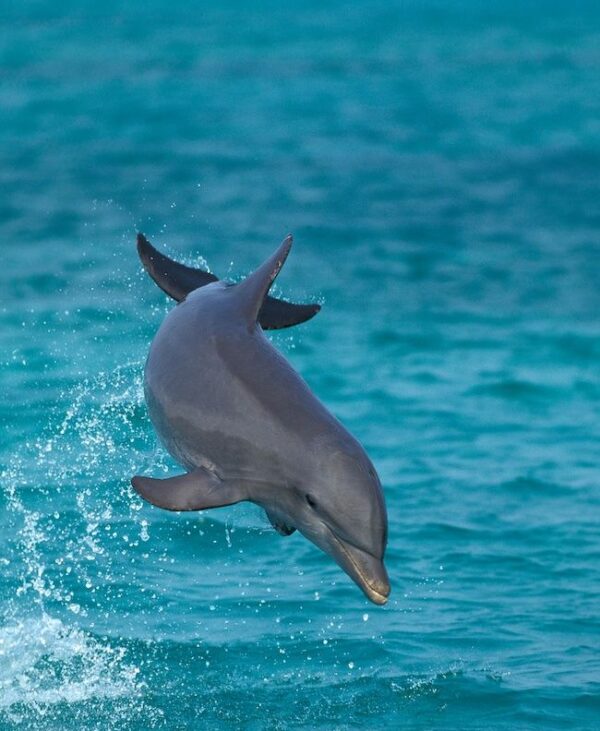 Marsouin ou dauphin quelle est la différence ? Planète dauphins