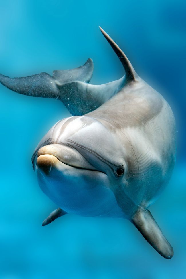 reproduction dauphin