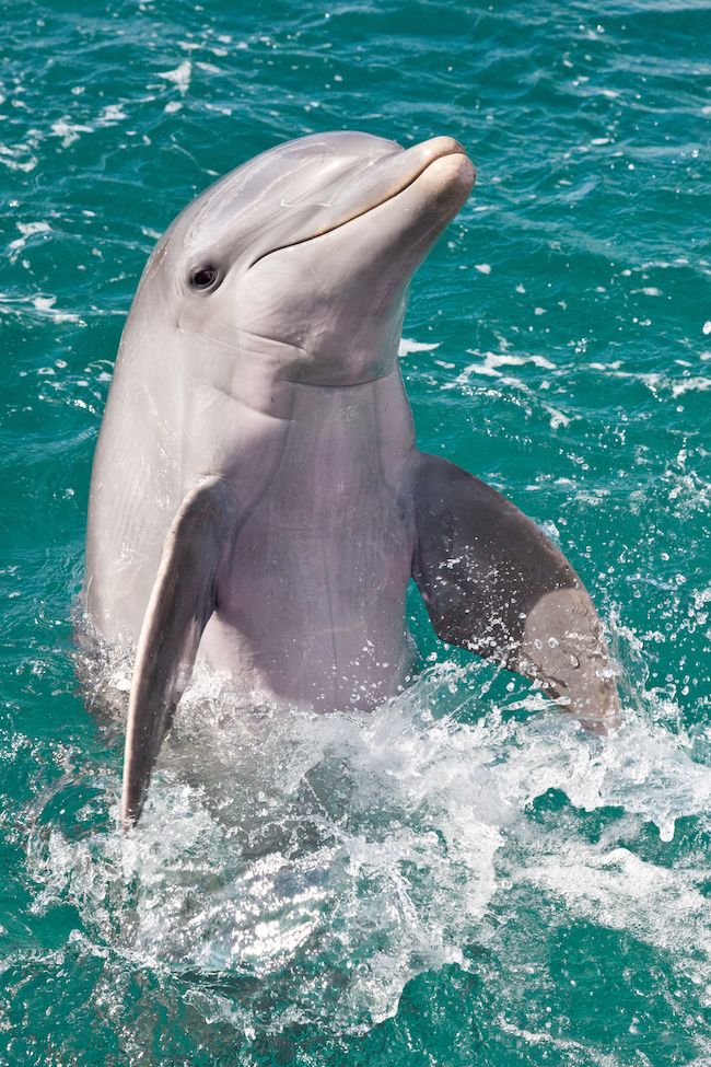 sortie bateau dauphin martinique