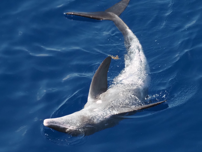 Steno bredanensis qui joue