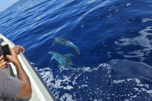balade-mer-dauphin