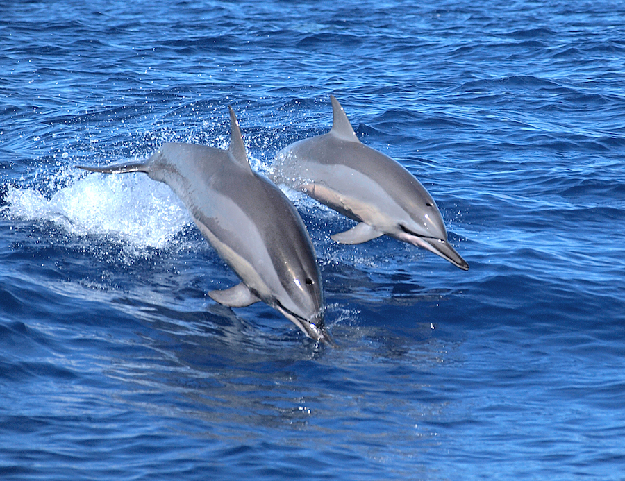 dauphin long bec martinique