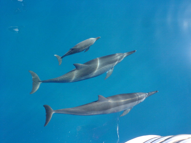 famille dauphin long bec