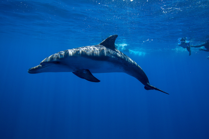 grand dauphin martinique
