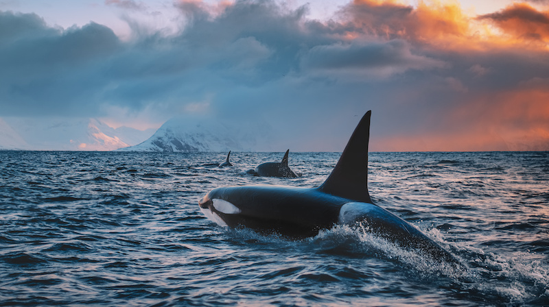 groupe orques femelles